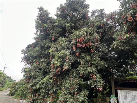 百年荔枝樹|圓林仔2棵逾百年樹齡荔枝王結實累累 繁衍後代遍全台。